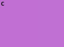koncová barva fialová 15g 